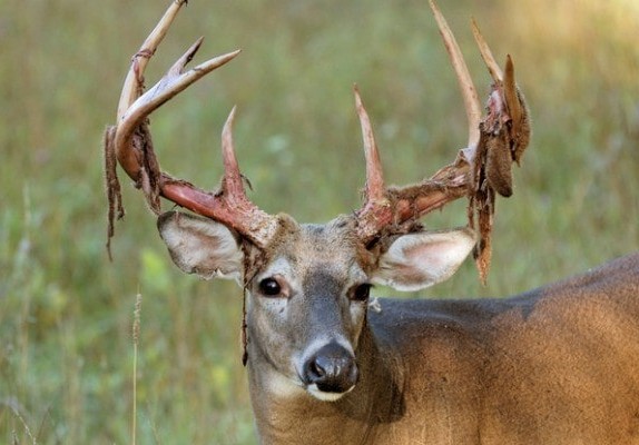 deer-antlers
